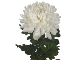 1Hd Chrysanthemum Antonov